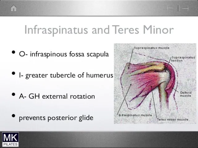 Infraspinatus and Teres Minor O- infraspinous fossa scapula I- greater