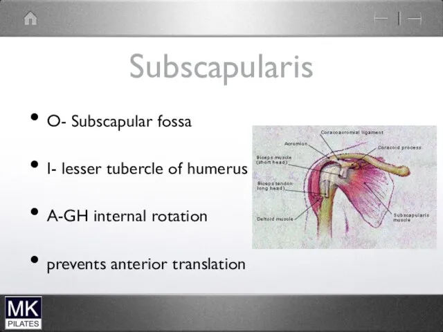 Subscapularis O- Subscapular fossa I- lesser tubercle of humerus A-GH internal rotation prevents anterior translation