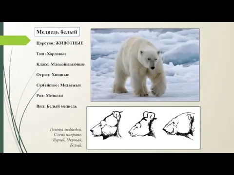 Медведь белый Царство: ЖИВОТНЫЕ Тип: Хордовые Класс: Млекопитающие Отряд: Хищные