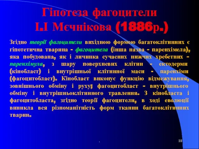 Гіпотеза фагоцители І.І Мєчнікова (1886р.) Згідно теорії фагоцители вихідною формою