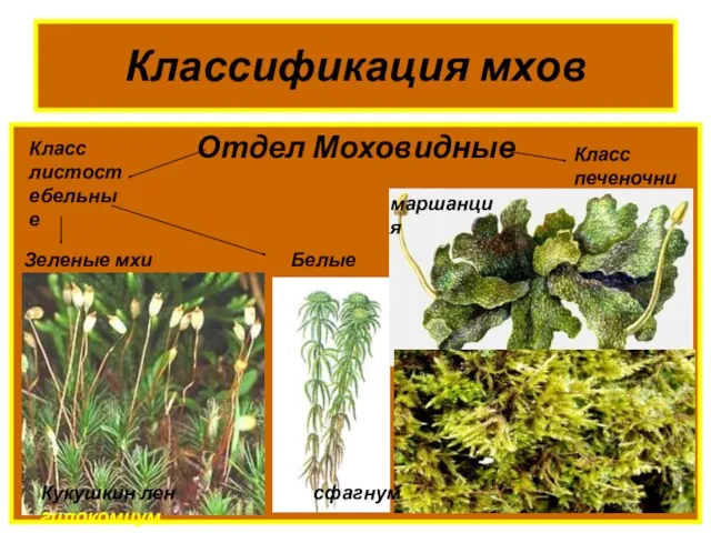 Классификация мхов Отдел Моховидные Класс листостебельные Класс печеночники Зеленые мхи