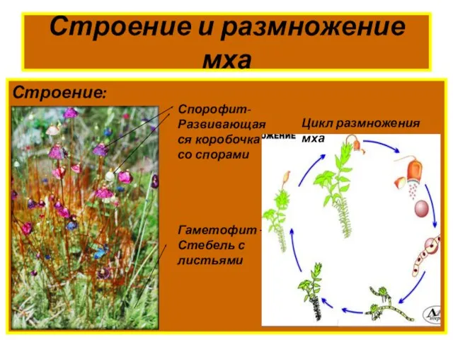 Строение и размножение мха Строение: Спорофит- Развивающаяся коробочка со спорами