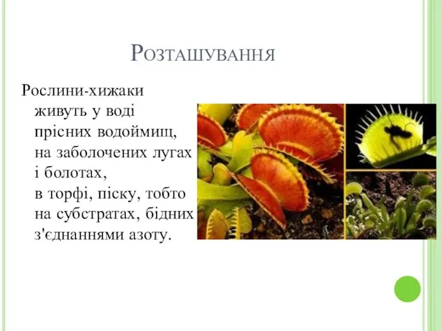 Розташування Рослини-хижаки живуть у воді прісних водоймищ, на заболочених лугах