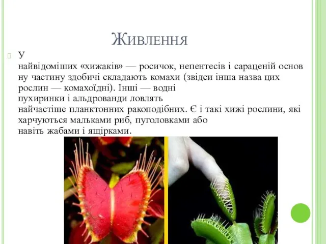 Живлення У найвідоміших «хижаків» — росичок, непентесів і сараценій основну