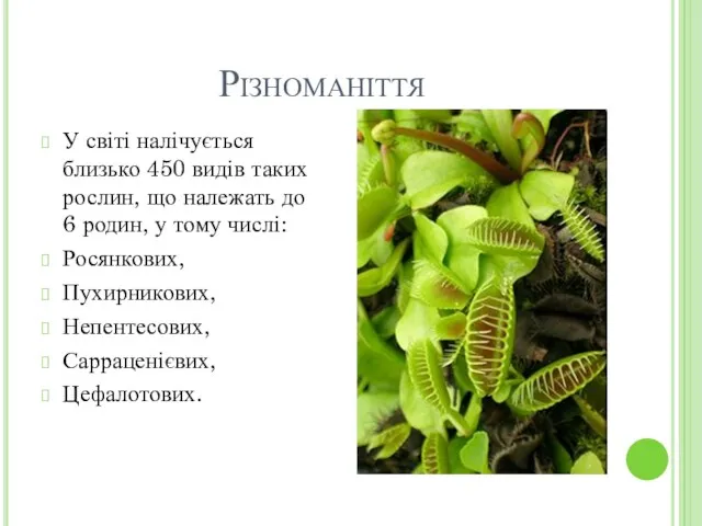 Різноманіття У світі налічується близько 450 видів таких рослин, що