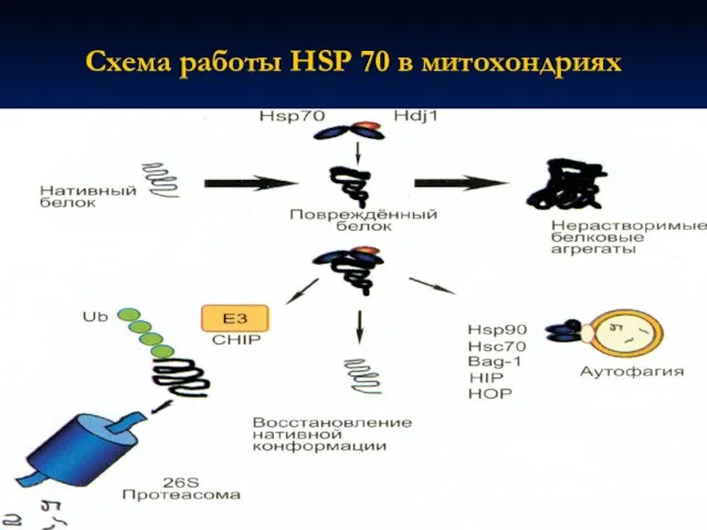 Схема работы HSP 70 в митохондриях