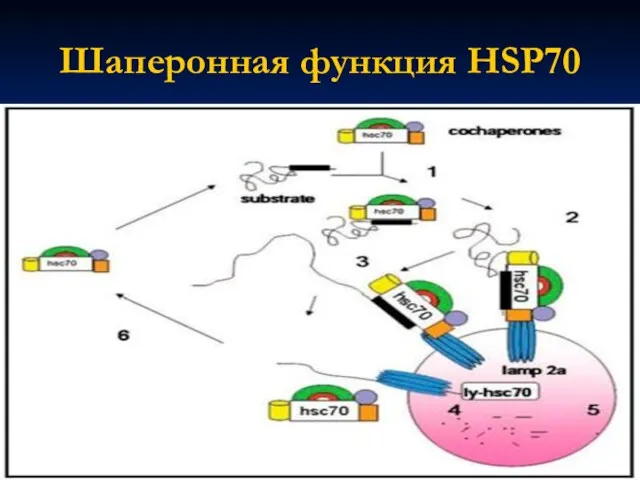 Шаперонная функция HSP70