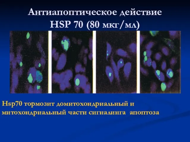 Антиапоптическое действие HSP 70 (80 мкг/мл) Hsp70 тормозит домитохондриальный и митохондриальный части сигналинга апоптоза