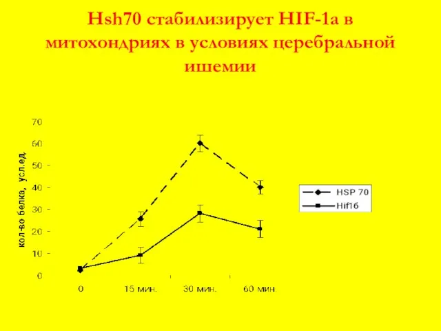 Hsh70 стабилизирует HIF-1a в митохондриях в условиях церебральной ишемии