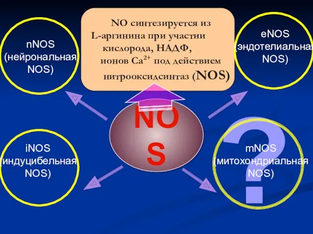 NOS NO синтезируется из L-аргинина при участии кислорода, НАДФ, ионов