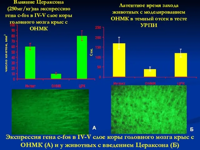 Влияние Цераксона(250мг/кг)на экспрессию гена c-fos в IV-V слое коры головного