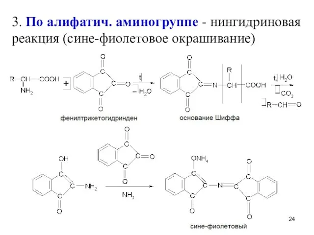 3. По алифатич. аминогруппе - нингидриновая реакция (сине-фиолетовое окрашивание)