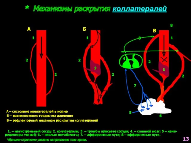 * Механизмы раскрытия коллатералей А А – состояние коллатералей в