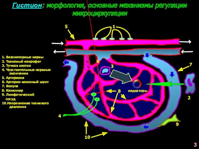 Гистион: морфология, основные механизмы регуляции микроциркуляции 1. Вазомоторные нервы 2.