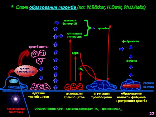 * Схема образования тромба (по: W.Böcker, H.Denk, Ph.U.Heitz) стенка сосуда