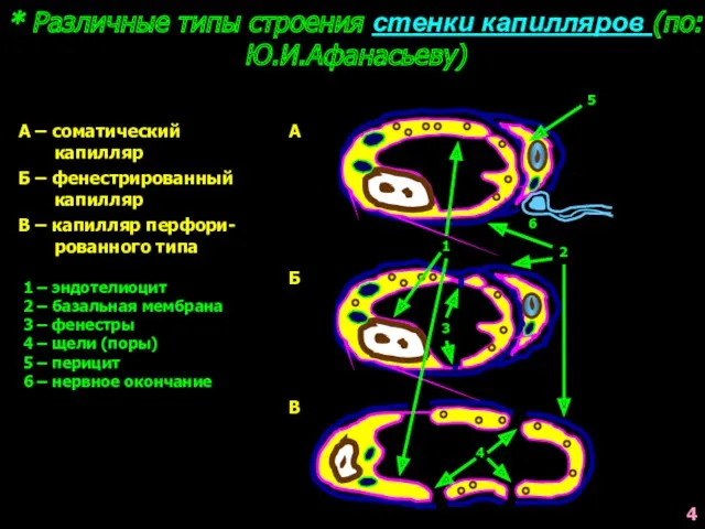 * Различные типы строения стенки капилляров (по: Ю.И.Афанасьеву) А А