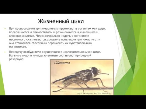 Жизненный цикл При кровососании трипомастиготы проникают в организм мух цеце,