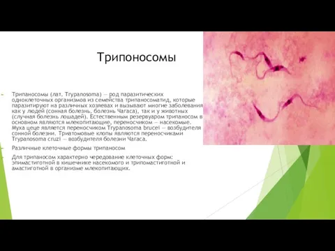 Трипоносомы Трипаносомы (лат. Trypanosoma) — род паразитических одноклеточных организмов из