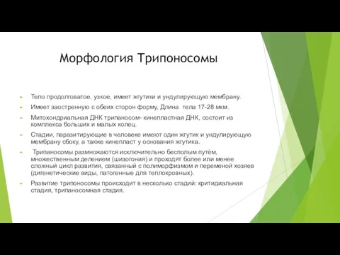 Морфология Трипоносомы Тело продолговатое, узкое, имеет жгутики и ундулирующую мембрану.