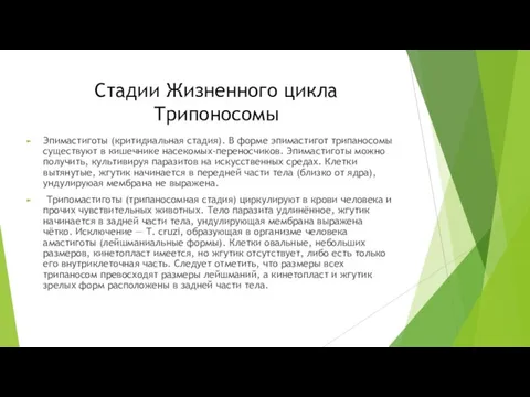 Стадии Жизненного цикла Трипоносомы Эпимастиготы (критидиальная стадия). В форме эпимастигот