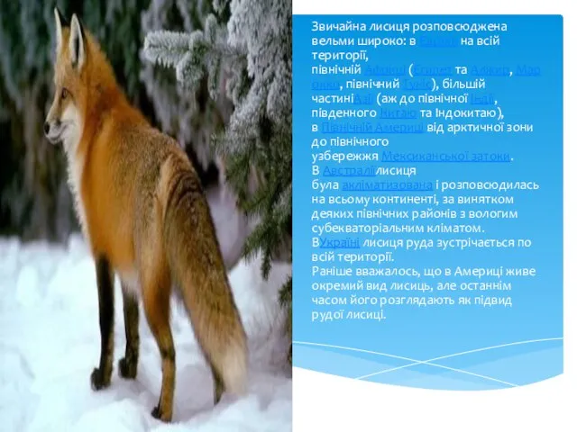 Звичайна лисиця розповсюджена вельми широко: в Європі на всій території, північній Африці (Єгипет