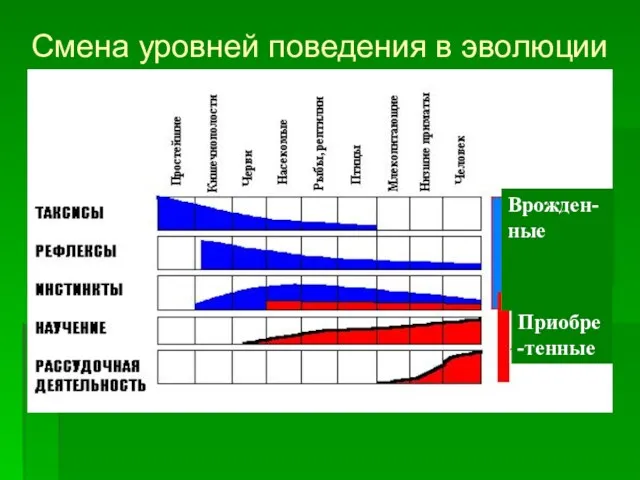 Смена уровней поведения в эволюции Врожден-ные Приобре-тенные