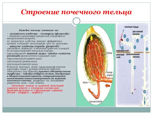 Строение почечного тельца Каждое тельце состоит из: - сосудистого клубочка