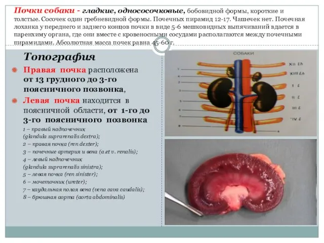 Почки собаки - гладкие, однососочковые, бобовидной формы, короткие и толстые.