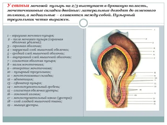 У свиньи мочевой пузырь на 2/3 выступает в брюшную полость,