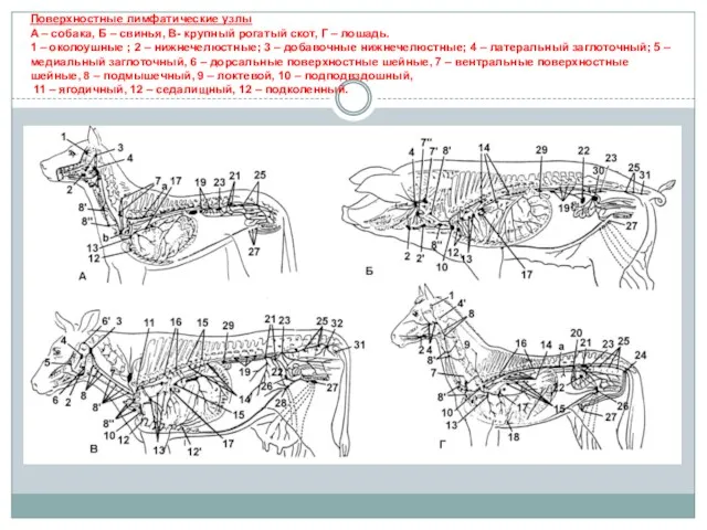 Поверхностные лимфатические узлы А – собака, Б – свинья, В-