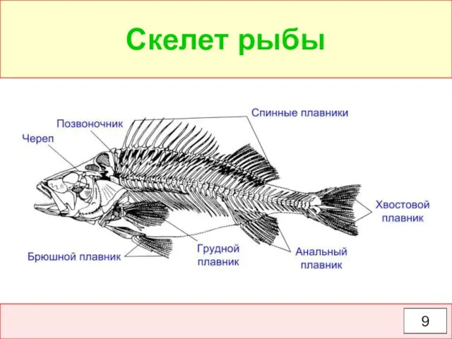 Скелет рыбы 9