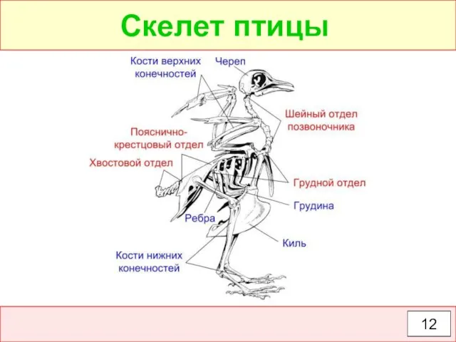 Скелет птицы 12