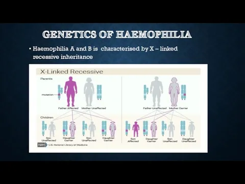 GENETICS OF HAEMOPHILIA Haemophilia A and B is characterised by X – linked recessive inheritance