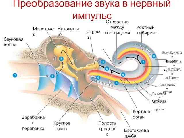 Преобразование звука в нервный импульс Барабанная лестница Вестибулярная лестница Перепончатый