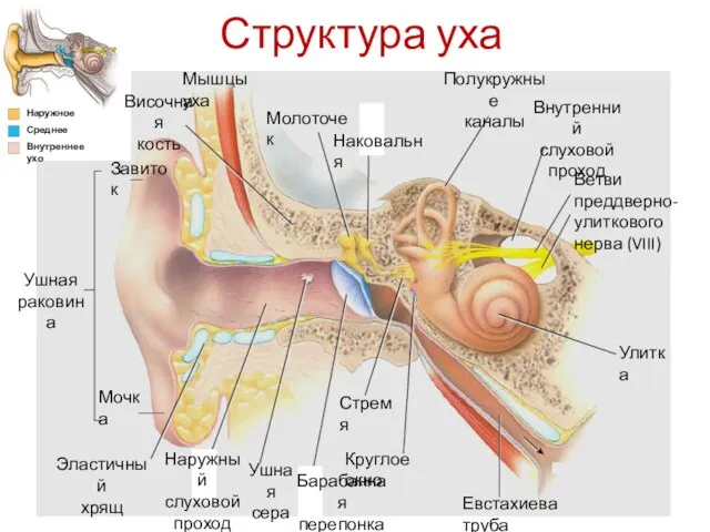 Структура уха Ушная раковина Мочка Эластичный хрящ Завиток Наружный слуховой