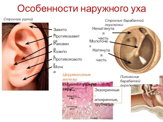 Особенности наружного уха Строение ушной раковины: Молоточек Натянутая часть Ненатянутая