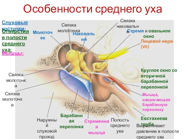 Особенности среднего уха Молоточек Наковальня Стремя и овальное окно Связка