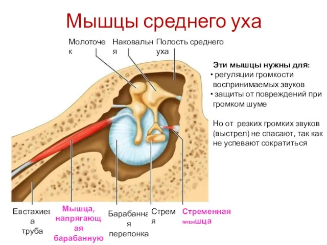 Мышцы среднего уха Эти мышцы нужны для: регуляции громкости воспринимаемых