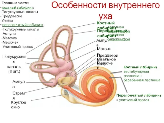 Особенности внутреннего уха Костный лабиринт = вестибулярная лестница + барабанная
