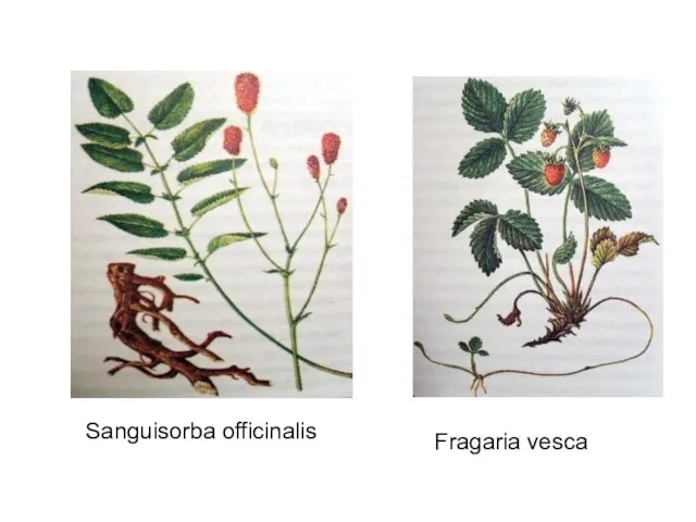 Sanguisorba officinalis Fragaria vesca