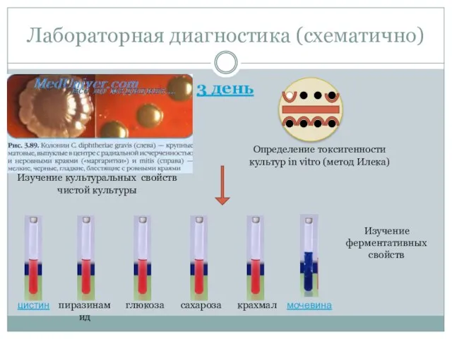 Лабораторная диагностика (схематично) 3 день Изучение культуральных свойств чистой культуры