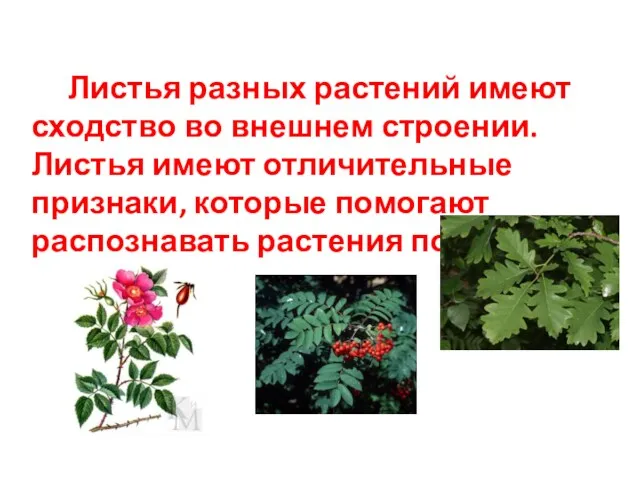 Листья разных растений имеют сходство во внешнем строении. Листья имеют