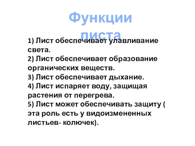 Функции листа 1) Лист обеспечивает улавливание света. 2) Лист обеспечивает