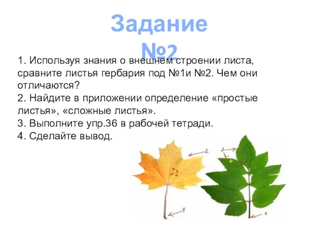 Задание №2 1. Используя знания о внешнем строении листа, сравните