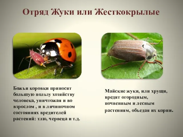 Отряд Жуки или Жесткокрылые Майские жуки, или хрущи, вредят огородным,
