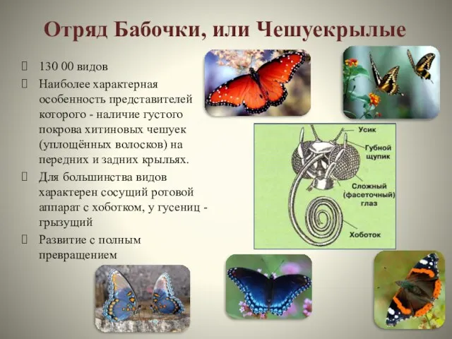 Отряд Бабочки, или Чешуекрылые 130 00 видов Наиболее характерная особенность
