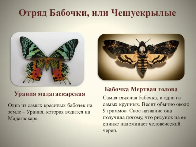 Отряд Бабочки, или Чешуекрылые Одна из самых красивых бабочек на