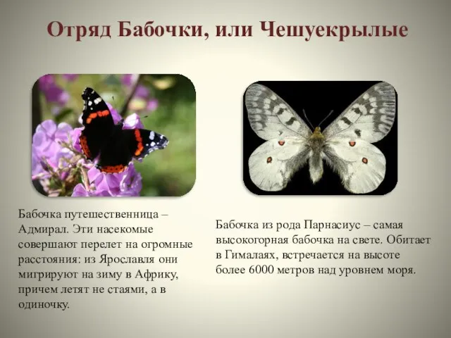 Отряд Бабочки, или Чешуекрылые Бабочка путешественница – Адмирал. Эти насекомые