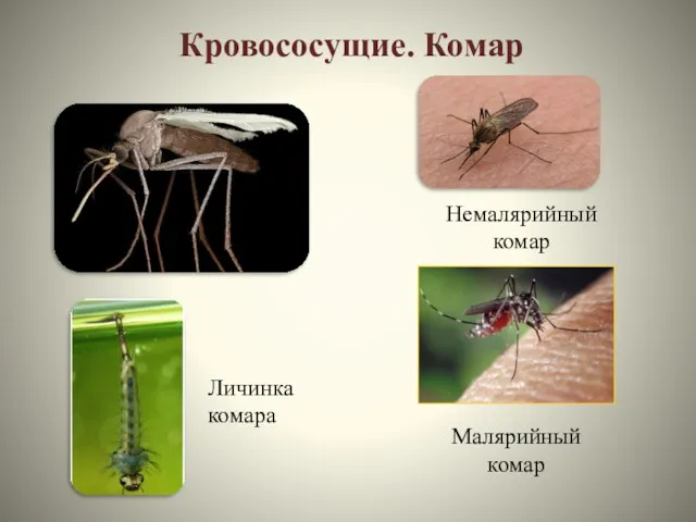 Кровососущие. Комар Личинка комара Малярийный комар Немалярийный комар