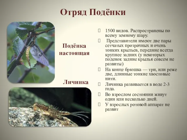 Отряд Подёнки 1500 видов. Распространены по всему земному шару. Представители